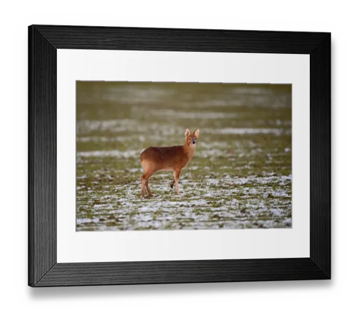 Framed Print : chinese water deer deer hydropotes inermis mammal Framed Print : chinese water deer deer hydropotes inermis mammal