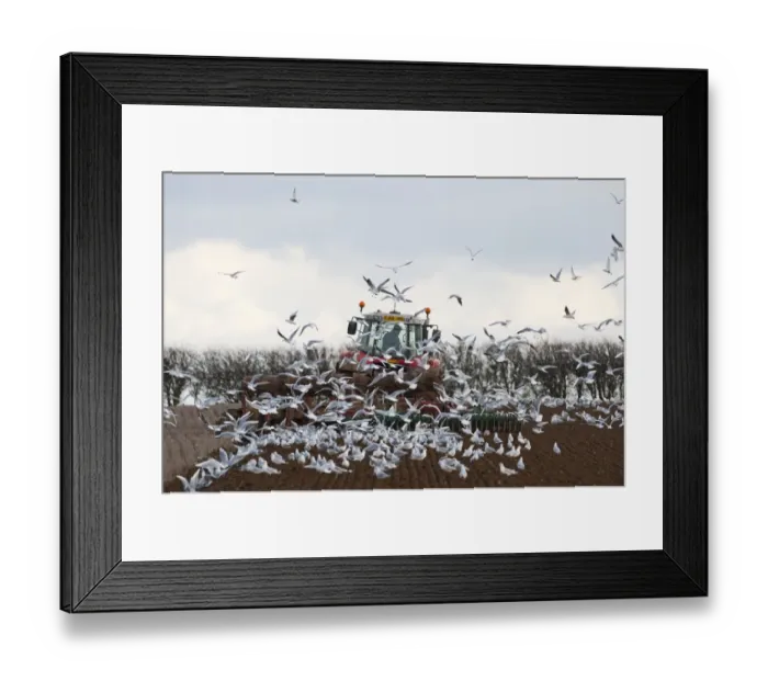 Framed Print : Tractor ploughing field in late winter with Black-headed Gulls following plough North Framed Print : Tractor ploughing field in late winter with Black-headed Gulls following plough North