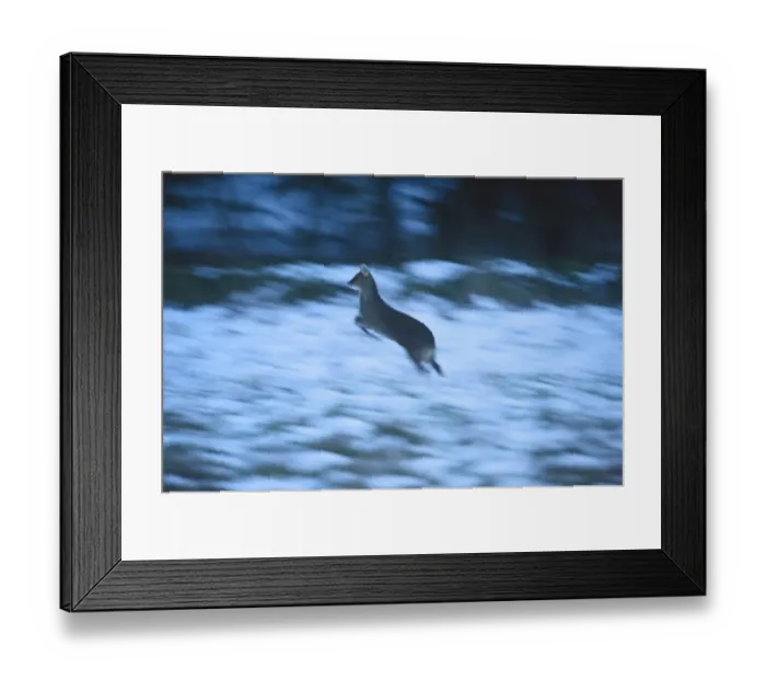 Framed Print : chinese water deer deer hydropotes inermis mammal Framed Print : chinese water deer deer hydropotes inermis mammal
