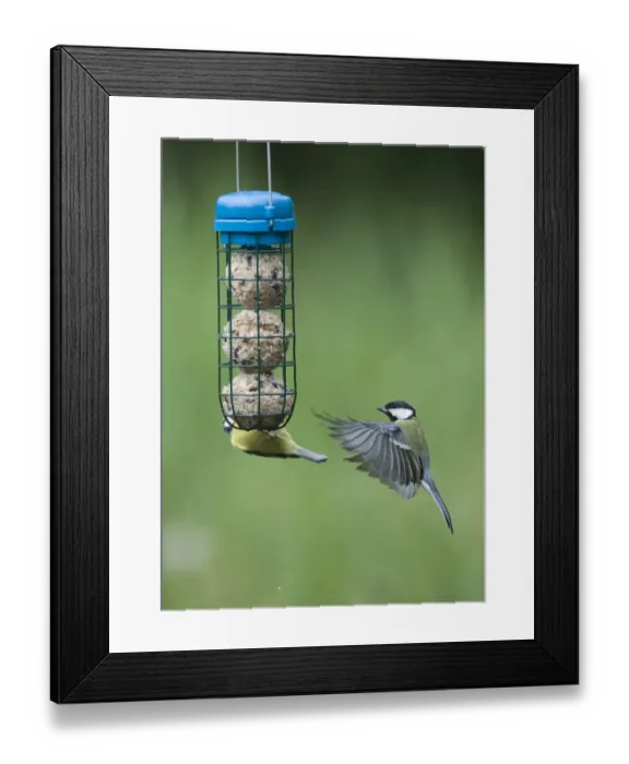 Framed Print : 005985