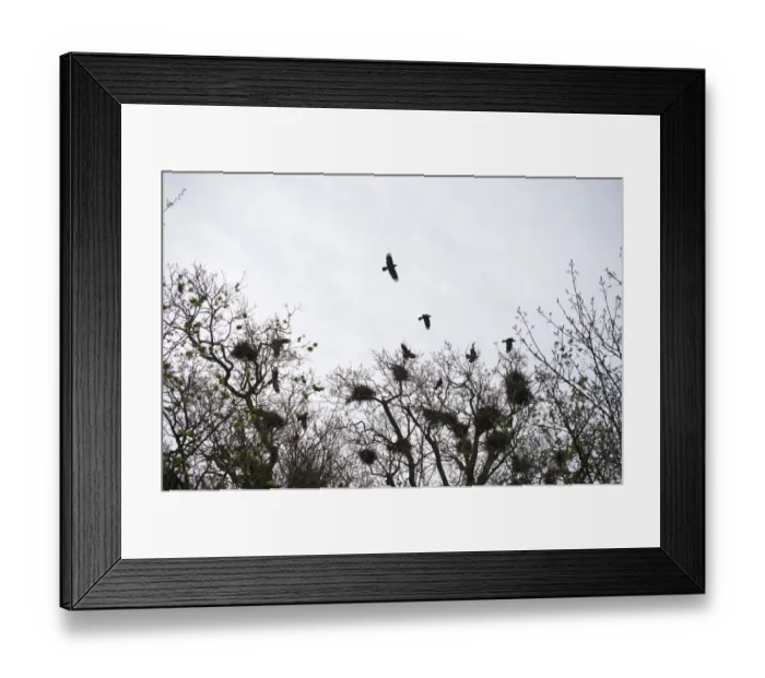 Framed Print : Rookery Norfolk late winter Framed Print : Rookery Norfolk late winter