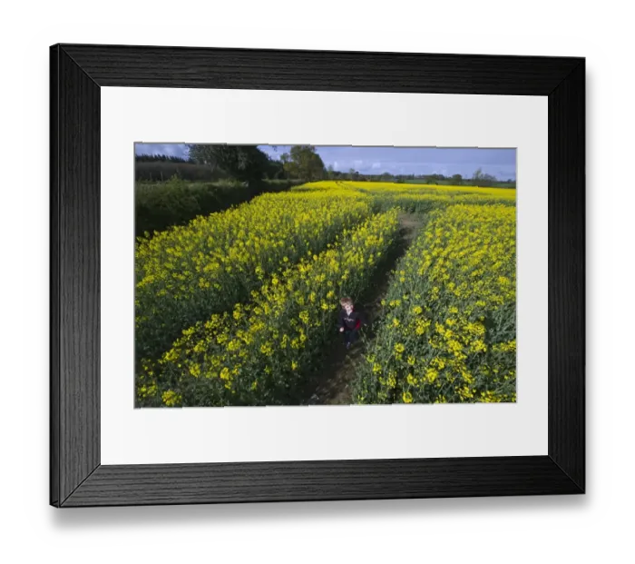Framed Print : Young children in rape crop Norfolk spring Framed Print : Young children in rape crop Norfolk spring