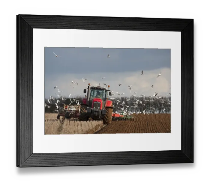 Framed Print : Tractor ploughing field in late winter with Black-headed Gulls following plough North Framed Print : Tractor ploughing field in late winter with Black-headed Gulls following plough North