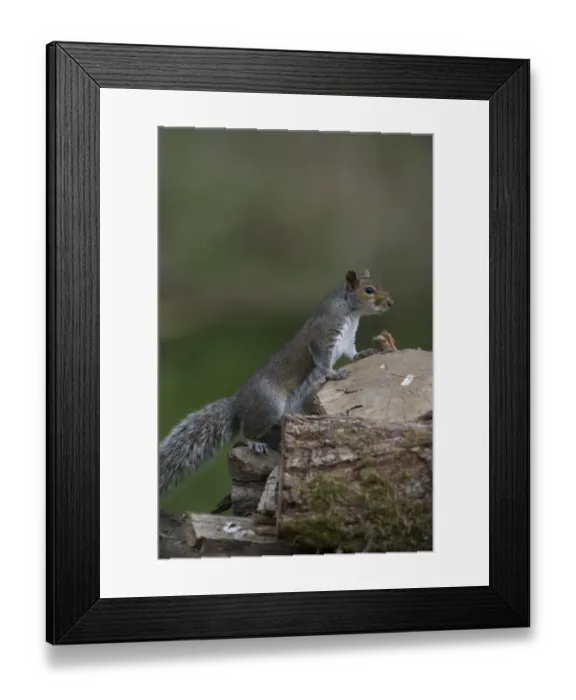 Framed Print : Grey Squiurrel Scicurous carolinensis