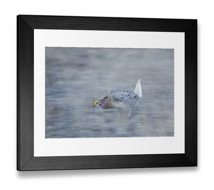Framed Print : Sharp-tailed Grouse Tympanuchus phasianellus displaying on lek at dawn in the Sandhills Framed Print : Sharp-tailed Grouse Tympanuchus phasianellus displaying on lek at dawn in the Sandhills