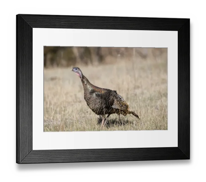 Framed Print : Wild Turkey Meleagris gallopavo female Nebraska USA April Framed Print : Wild Turkey Meleagris gallopavo female Nebraska USA April