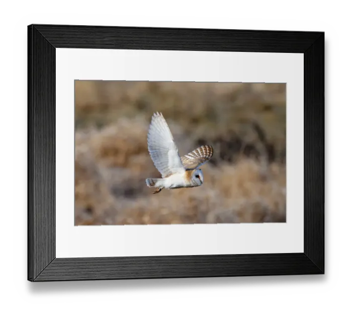 Framed Print : Barn Owl Tyto alba Norfolk winter Framed Print : Barn Owl Tyto alba Norfolk winter