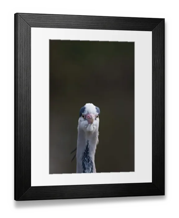 Framed Print : Grey Heron Ardea cinerea Regents Park Central London winter Framed Print : Grey Heron Ardea cinerea Regents Park Central London winter