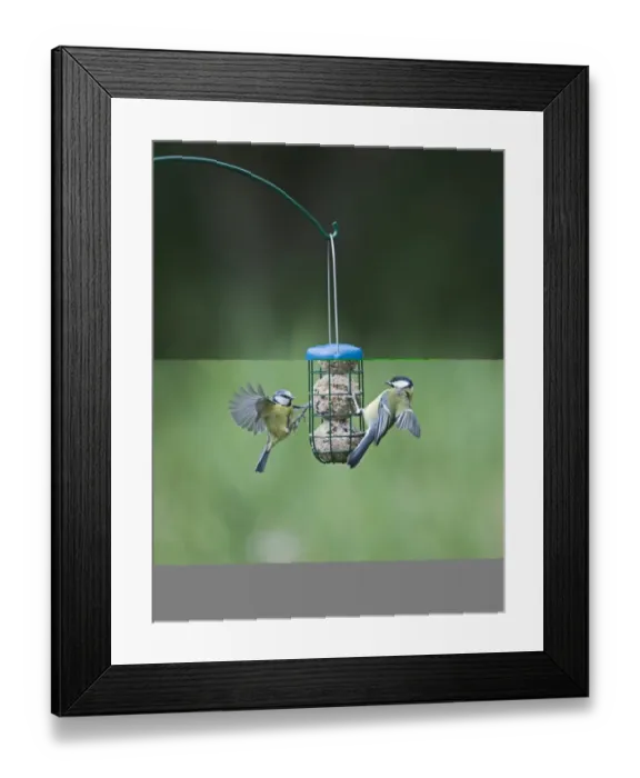 Framed Print : 005986 Framed Print : 005986