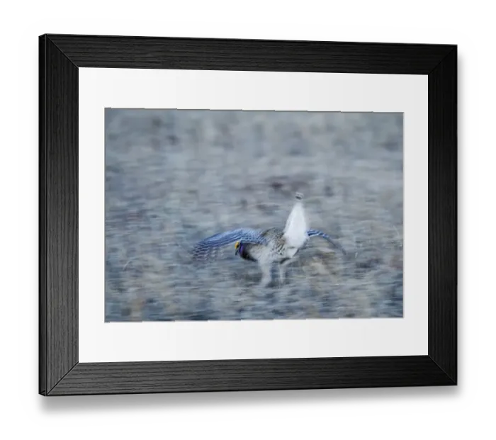 Framed Print : Sharp-tailed Grouse Tympanuchus phasianellus displaying on lek at dawn in the Sandhills