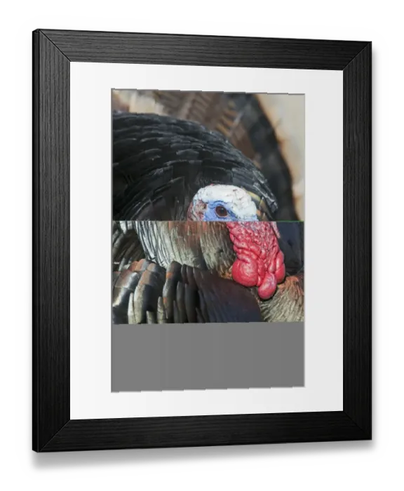 Framed Print : Wild Turkey Meleagris gallopavo Nebraska USA April