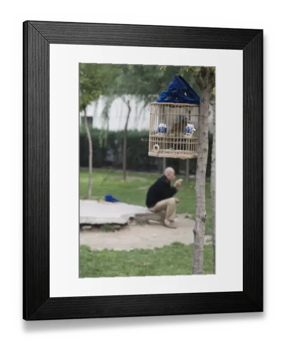 Framed Print : Bird keeper sitting in park with his Hwamei Leucodopteron canorum formerly Garrulax Framed Print : Bird keeper sitting in park with his Hwamei Leucodopteron canorum formerly Garrulax