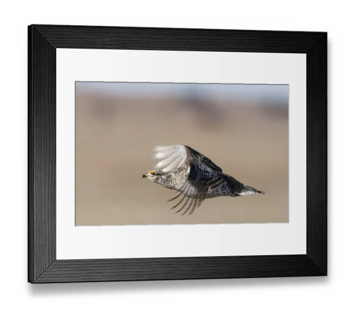 Framed Print : Sharp-tailed Grouse Tympanuchus phasianellus in the Sandhills Nebraska USA April Framed Print : Sharp-tailed Grouse Tympanuchus phasianellus in the Sandhills Nebraska USA April