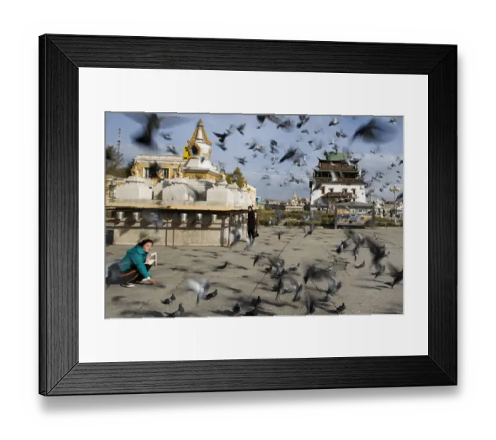Framed Print : Girl feeding Feral Pigeons in front of Gandan Manastery in Ulan Bator Mongolia September Framed Print : Girl feeding Feral Pigeons in front of Gandan Manastery in Ulan Bator Mongolia September