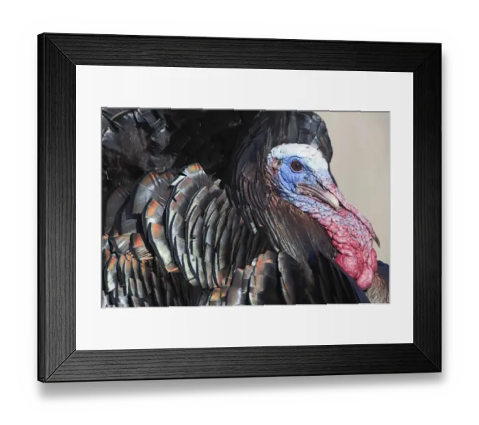 Framed Print : Wild Turkey Meleagris gallopavo Nebraska USA April Framed Print : Wild Turkey Meleagris gallopavo Nebraska USA April