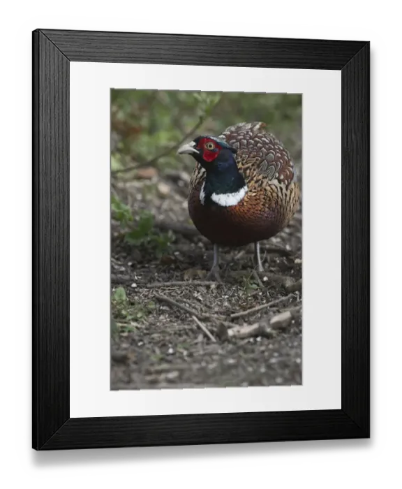 Framed Print : Pheasant male Norfolk winter Framed Print : Pheasant male Norfolk winter