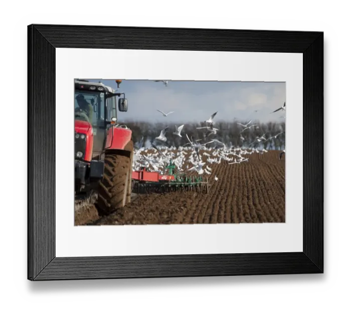 Framed Print : Tractor ploughing field in late winter with Black-headed Gulls following plough North Framed Print : Tractor ploughing field in late winter with Black-headed Gulls following plough North