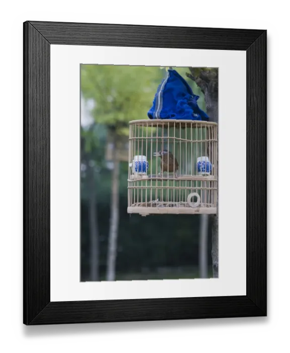 Framed Print : Hwamei Leucodopteron canorum formerly Garrulax canorus singing in park in central