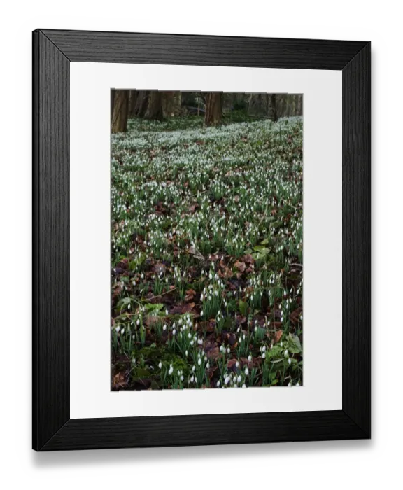 Framed Print : Snowdrops in woodland at Great Walsingham Norfolk February Framed Print : Snowdrops in woodland at Great Walsingham Norfolk February