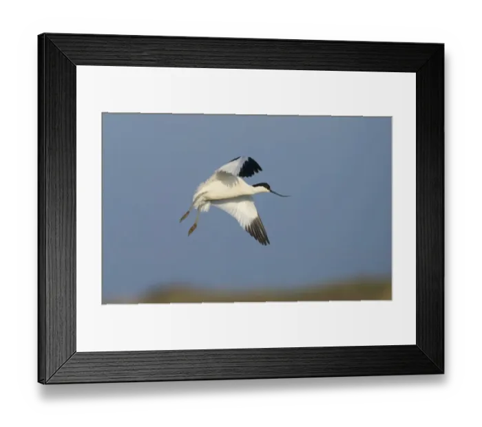 Framed Print : Avocet Recurvirostra avosetta Norfolk spring Framed Print : Avocet Recurvirostra avosetta Norfolk spring
