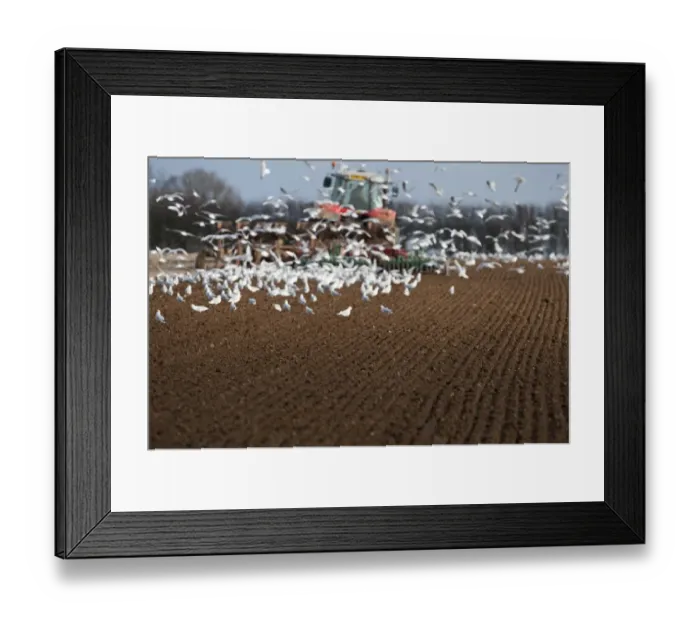 Framed Print : Tractor ploughing field in late winter with Black-headed Gulls following plough North Framed Print : Tractor ploughing field in late winter with Black-headed Gulls following plough North