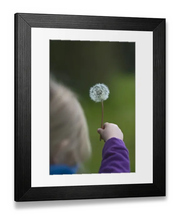 Framed Print : Young girl holding dandelion Norfolk May Framed Print : Young girl holding dandelion Norfolk May