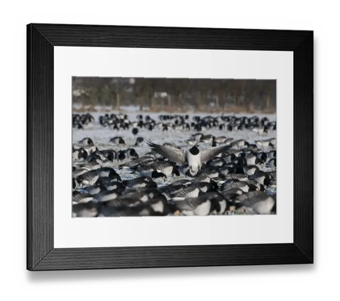 Framed Print : Barnacle Geese Branta leucopsis at Caerlaverock Dumfries & Galloway Deember Framed Print : Barnacle Geese Branta leucopsis at Caerlaverock Dumfries & Galloway Deember