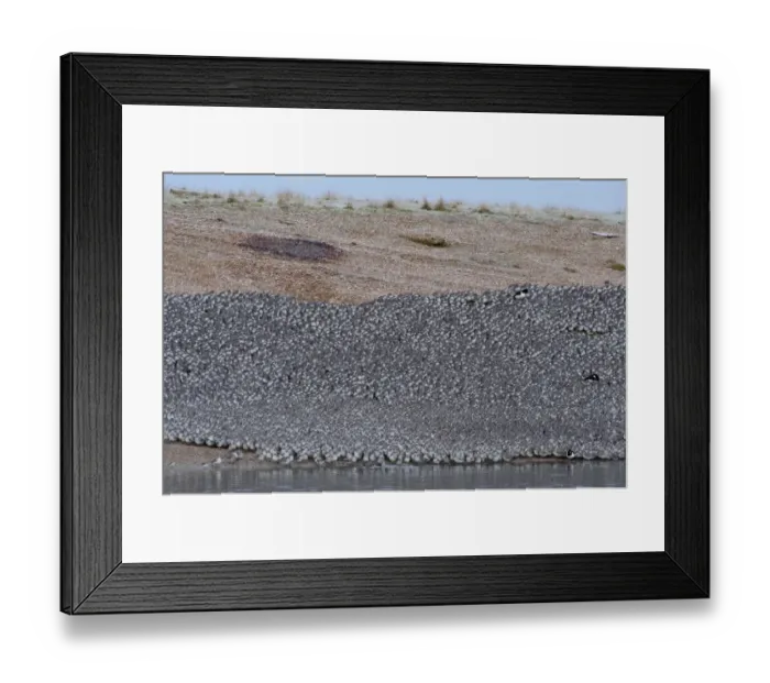 Framed Print : Knot Calidris canutus at high roost on gravel pit at Snettisham RSPB Reserve Norfolk Framed Print : Knot Calidris canutus at high roost on gravel pit at Snettisham RSPB Reserve Norfolk