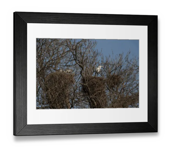 Framed Print : Grey Herons in Heronry Regents Park London February Framed Print : Grey Herons in Heronry Regents Park London February