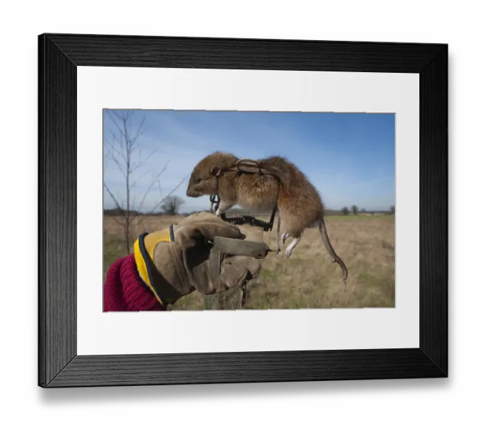 Framed Print : Brown Rat Rattus norvegicus caught in Gin Trap Suffolk UK Framed Print : Brown Rat Rattus norvegicus caught in Gin Trap Suffolk UK