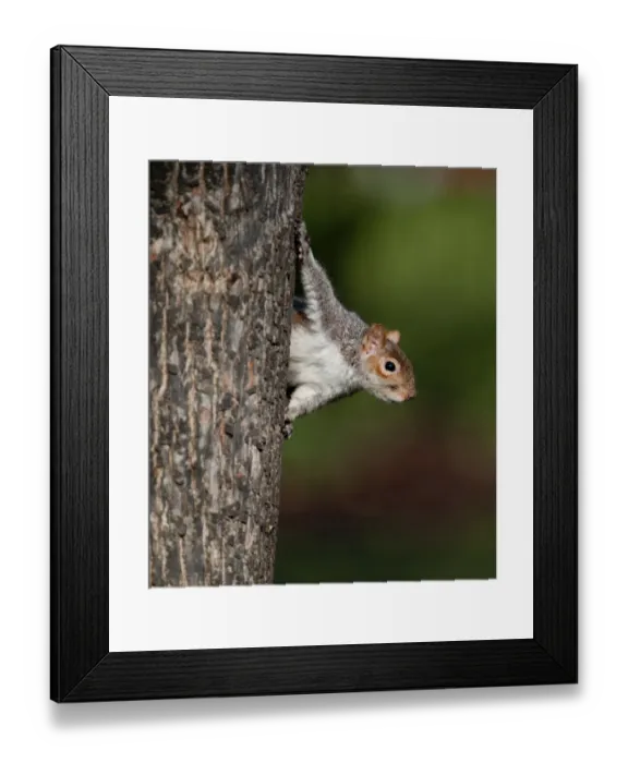 Framed Print : Grey Squirrel Sciurius carlinensis Regents Park London Framed Print : Grey Squirrel Sciurius carlinensis Regents Park London