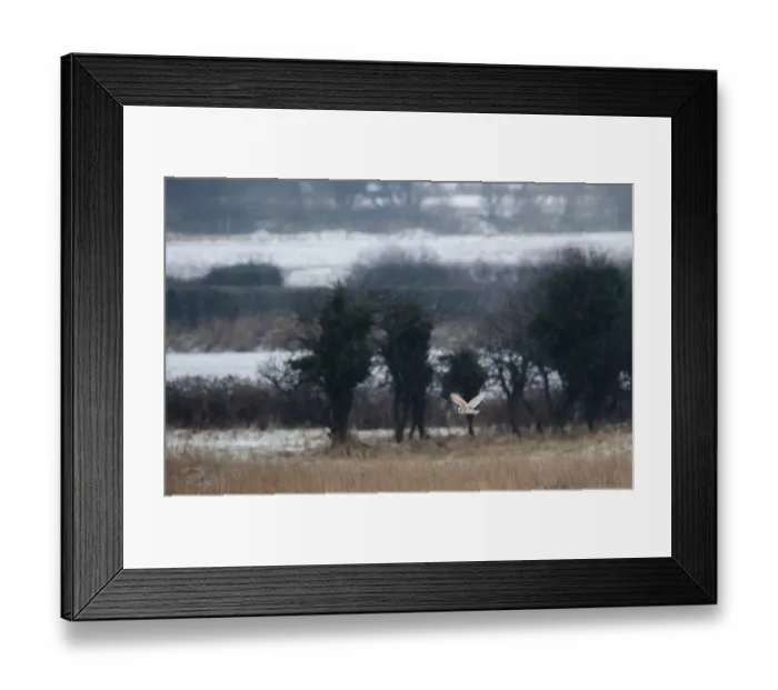 Framed Print : Barn Owl Tyto alba hunting at Burnham Norton Norfolk winter Framed Print : Barn Owl Tyto alba hunting at Burnham Norton Norfolk winter