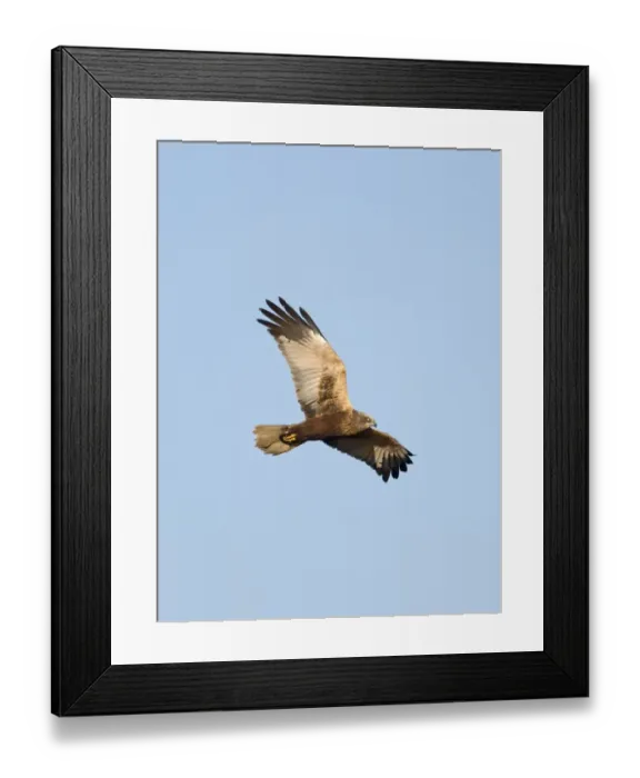 Framed Print : Marsh Harrier Circus aeruginosus male Cley Norfolk Spring Framed Print : Marsh Harrier Circus aeruginosus male Cley Norfolk Spring