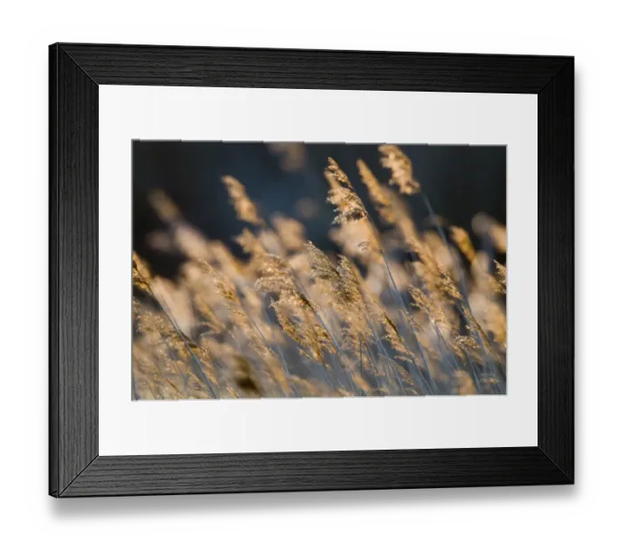 Framed Print : Reeds waving in breeze Cley Norfolk spring Framed Print : Reeds waving in breeze Cley Norfolk spring