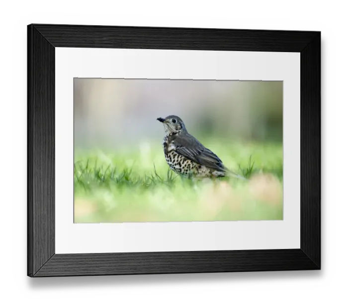 Framed Print : Mistle Thrush Turdus viscivorus in garden Norfolk UK Framed Print : Mistle Thrush Turdus viscivorus in garden Norfolk UK