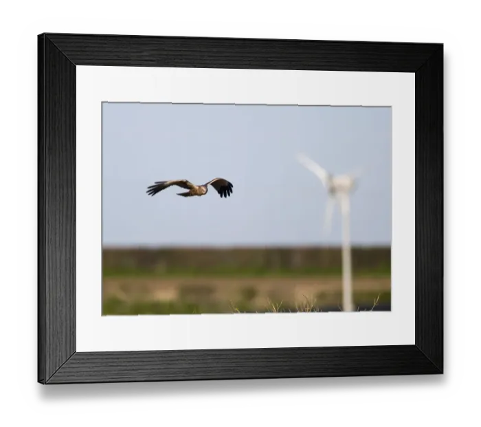 Framed Print : Marsh Harrier Circus aeruginosus male with wind turbine in background Norfolk Spring Framed Print : Marsh Harrier Circus aeruginosus male with wind turbine in background Norfolk Spring