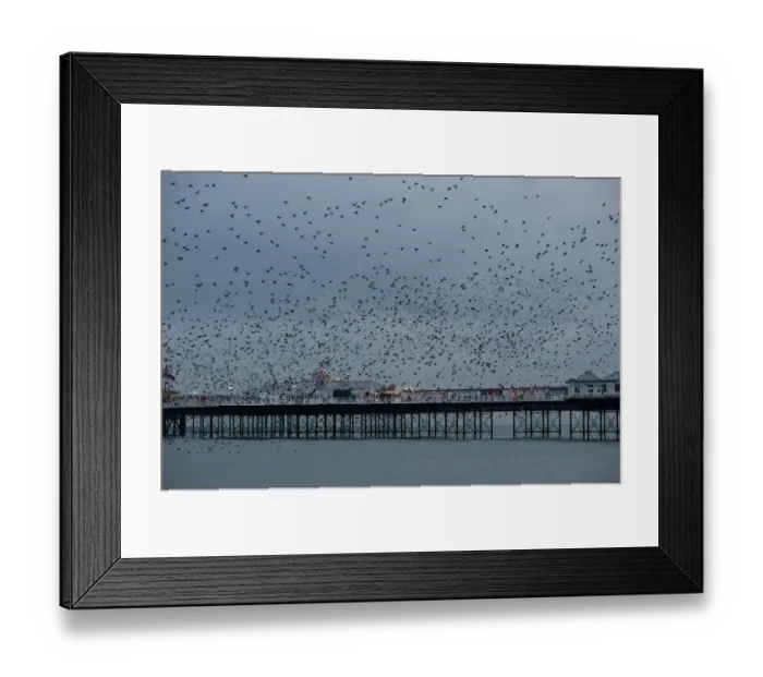 Framed Print : Starlings Sturnus vulgarus arriving to roost at Palace Pier Brighton winter Framed Print : Starlings Sturnus vulgarus arriving to roost at Palace Pier Brighton winter