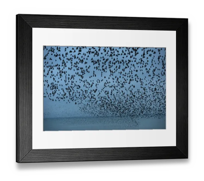 Framed Print : Starlings Sturnus vulgarus arriving to roost at Palace Pier Brighton winter Framed Print : Starlings Sturnus vulgarus arriving to roost at Palace Pier Brighton winter
