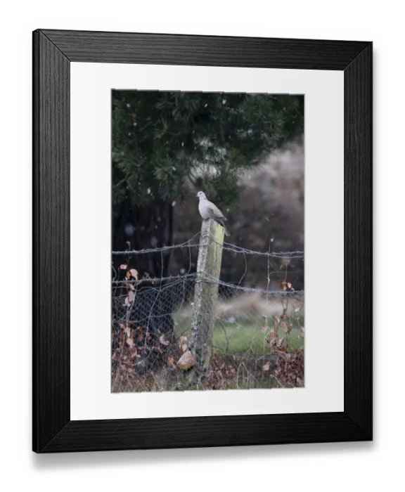 Framed Print : Collared Dove on garden fence Norfolk winter Framed Print : Collared Dove on garden fence Norfolk winter