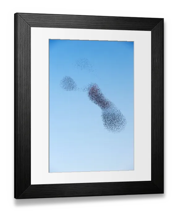 Framed Print : Starlings Sturnus vulgarus arriving to roost at Palace Pier Brighton winter