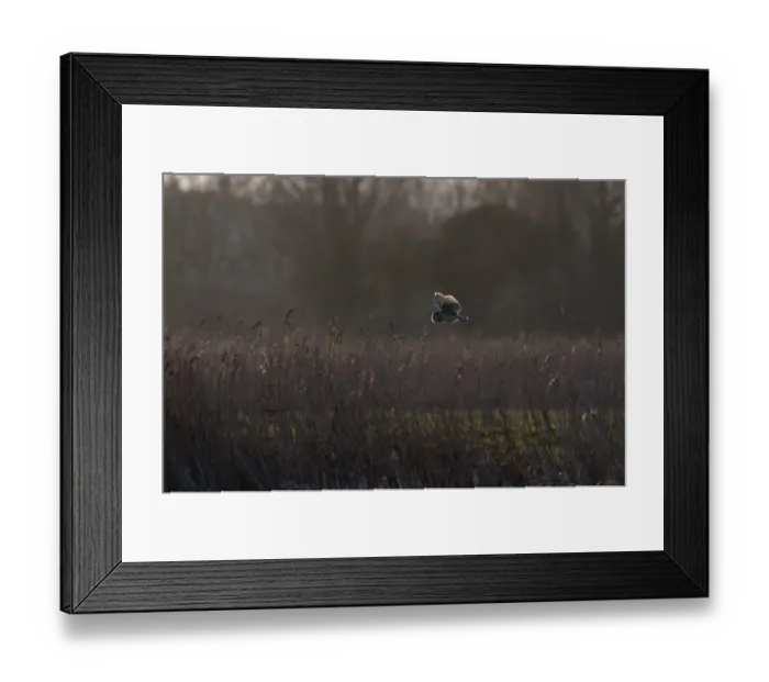 Framed Print : Barn Owl Tyto alba hunting at Burnham Norton Norfolk winter Framed Print : Barn Owl Tyto alba hunting at Burnham Norton Norfolk winter