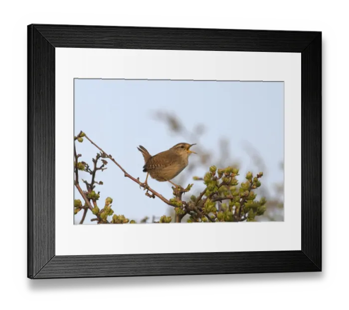 Framed Print : Wren Troglodytes troglodytes in song Norfolk spring Framed Print : Wren Troglodytes troglodytes in song Norfolk spring