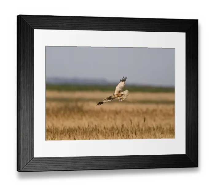 Framed Print : Marsh Harrier Circus aeruginosus male dropping down into nest with nest material Framed Print : Marsh Harrier Circus aeruginosus male dropping down into nest with nest material