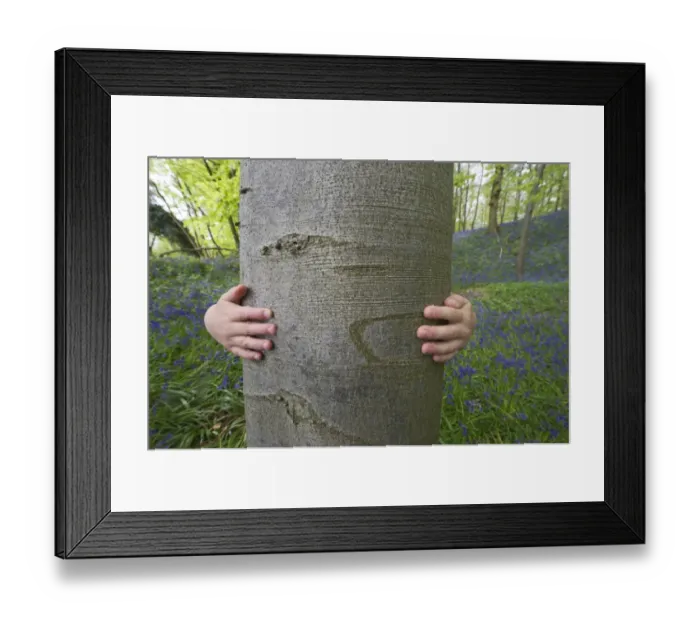 Framed Print : Young boy hugging tree in Bluebell Wood Norfolk May Framed Print : Young boy hugging tree in Bluebell Wood Norfolk May
