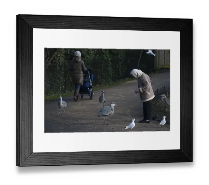 Framed Print : Grey Heron Ardea cinerea Regents Park Central London winter Framed Print : Grey Heron Ardea cinerea Regents Park Central London winter