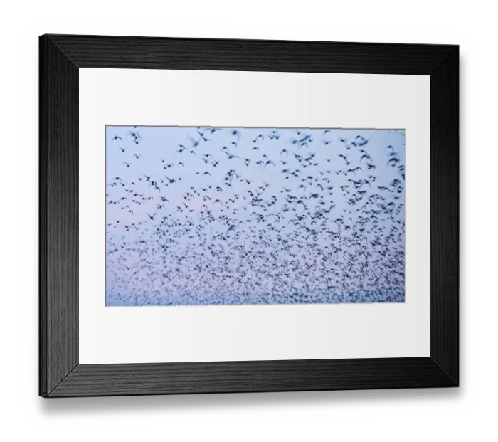 Framed Print : Knot Calidris canutus flock flying in to high tide roost at Snettisham RSPB Reserve Framed Print : Knot Calidris canutus flock flying in to high tide roost at Snettisham RSPB Reserve