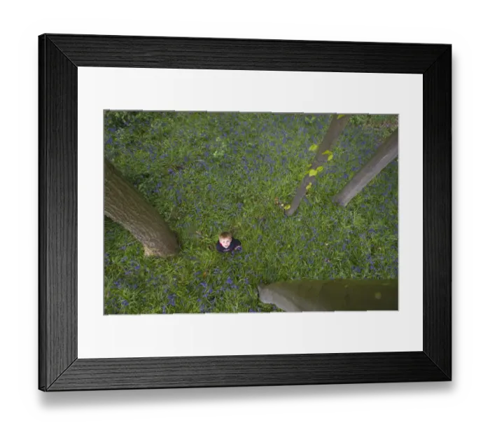 Framed Print : Young boy playing in Bluebell Wood Norfolk May Framed Print : Young boy playing in Bluebell Wood Norfolk May