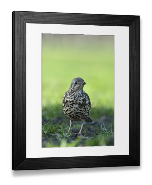 Framed Print : Mistle Thrush Turdus viscivorus in garden Norfolk UK