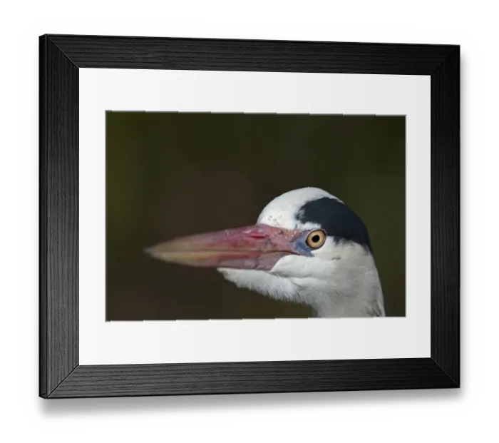 Framed Print : Grey Heron Ardea cinerea Regents Park Central London winter Framed Print : Grey Heron Ardea cinerea Regents Park Central London winter