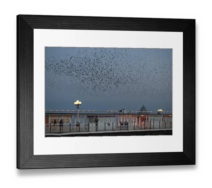Framed Print : Starlings Sturnus vulgarus arriving to roost at Palace Pier Brighton winter Framed Print : Starlings Sturnus vulgarus arriving to roost at Palace Pier Brighton winter